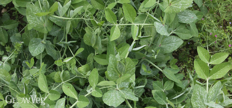 Using forage peas as a winter green manure