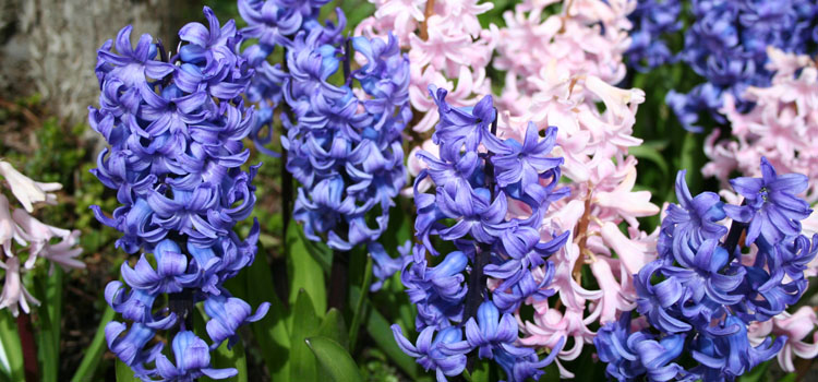 https://gardenplannerwebsites.azureedge.net/blog/forcing-bulbs-hyacinth-flowers-2x.jpg
