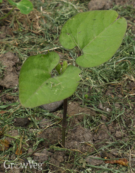 Bush bean seedlings