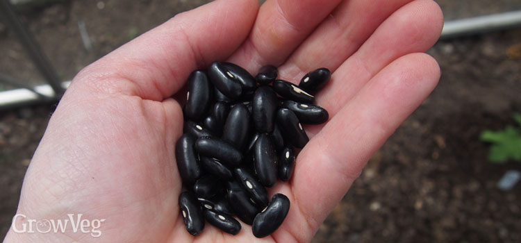 Climbing bean seeds