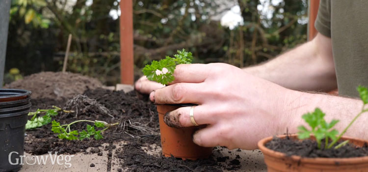 https://gardenplannerwebsites.azureedge.net/blog/fresh-herbs-potting-up-parsley-2x.jpg