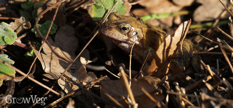Frog in garden leaves