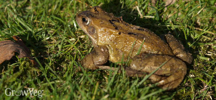 Frog in a garden, providing organic pest control