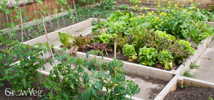 Front garden vegetable beds