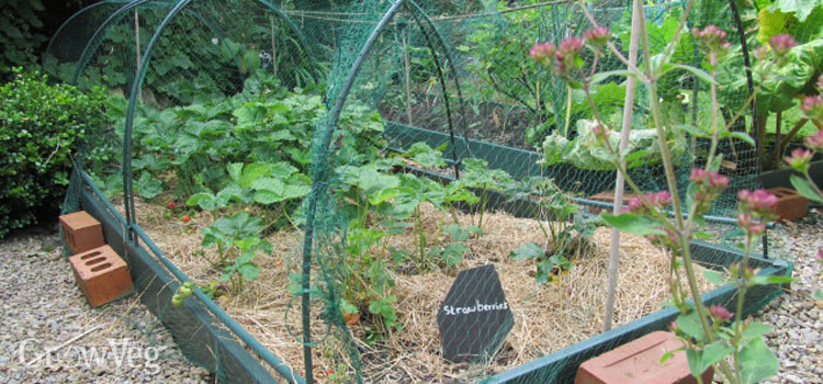 Straw mulch in a fruit cage