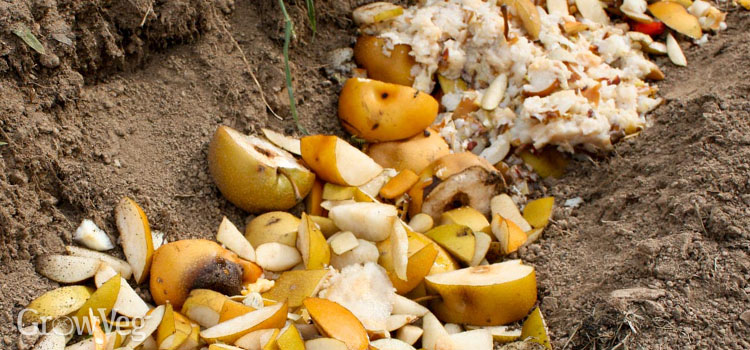 Fruit buried in a trench