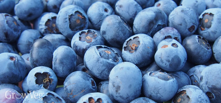 “Blueberries”