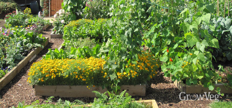 Vegetable bed with protective netting