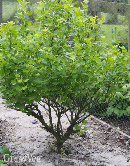 Wood ash around a gooseberry bush