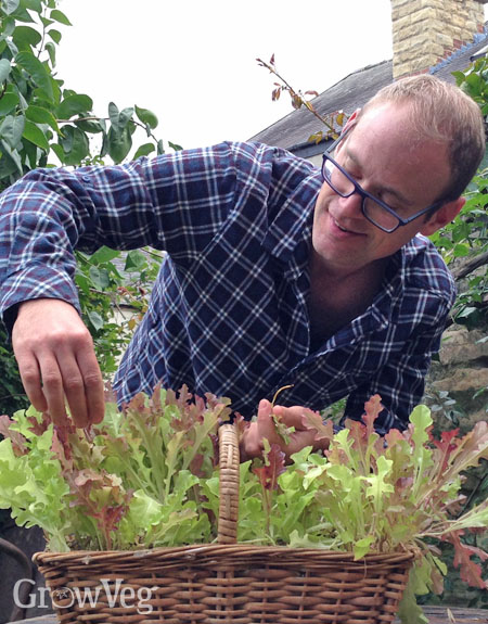 Harvesting lettuce