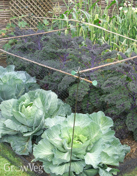 Cabbage and kale under netting