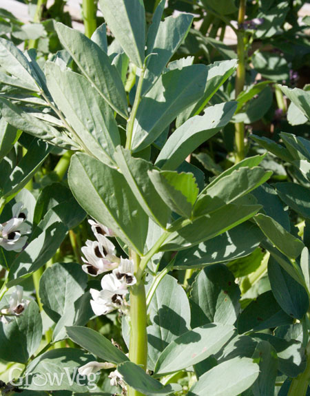 Broad beans