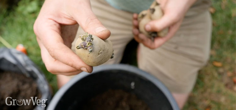 Planting potatoes in a container