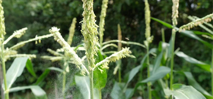 Pollen falling from corn tassels