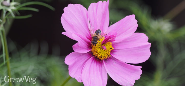 Cosmos and bee