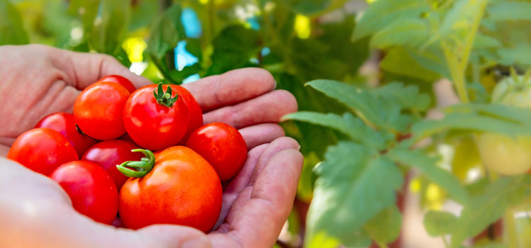 Harvesting tomatoes