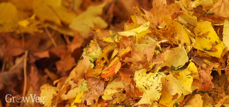 A pile of autumn leaves