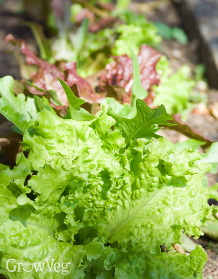 Lettuce in shade