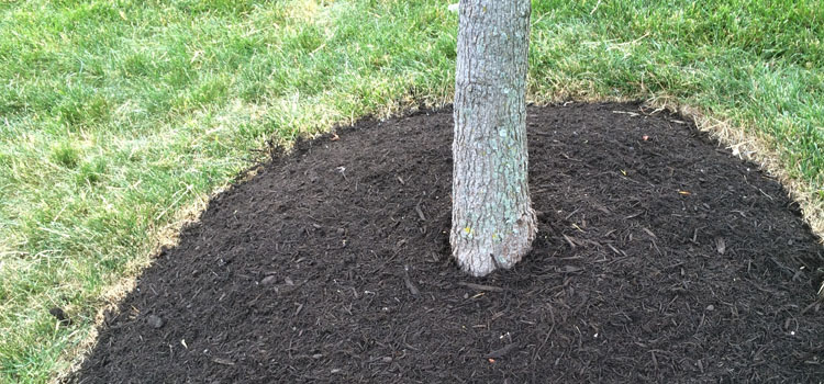 Mulched tree