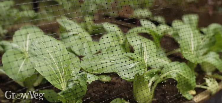 Cabbage and kale under netting