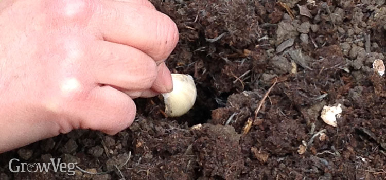 Planting garlic