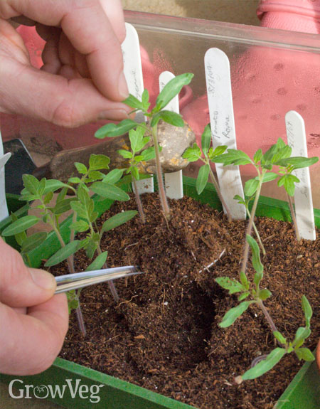 Pricking out tomato seedlings