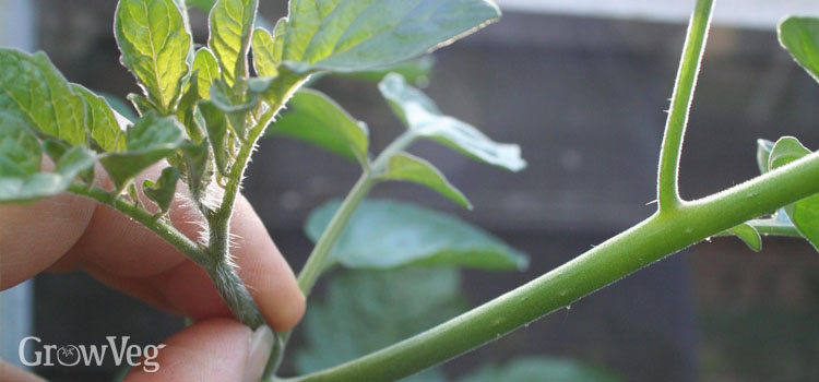 Pinching out tomato sideshoots