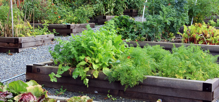 Vegetable garden on a slope