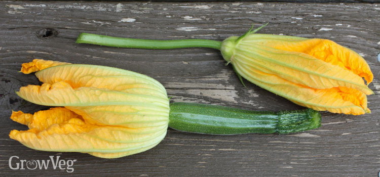 Squash flowers