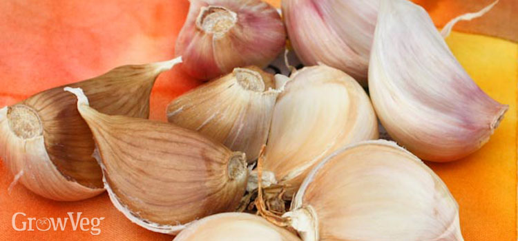 Garlic needs planty of organic matter to grow well