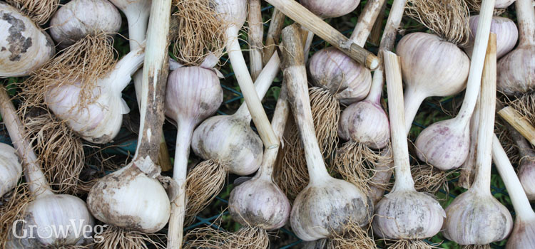 Curing garlic with soil on