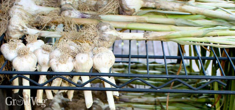Garlic curing on a rack