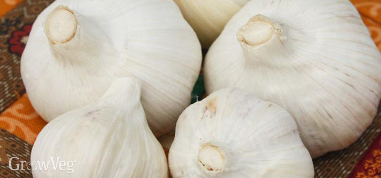 Different garlic varieties grow well in different regions