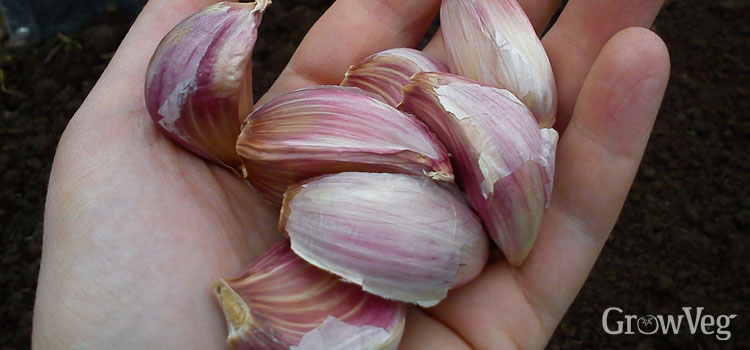 “Garlic