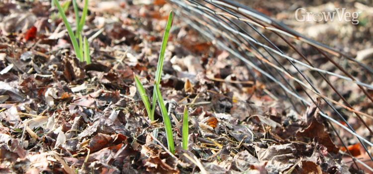 Garlic mulched with leaves