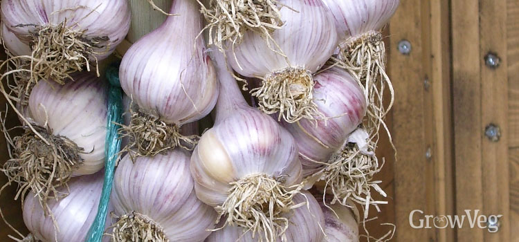 Garlic braid