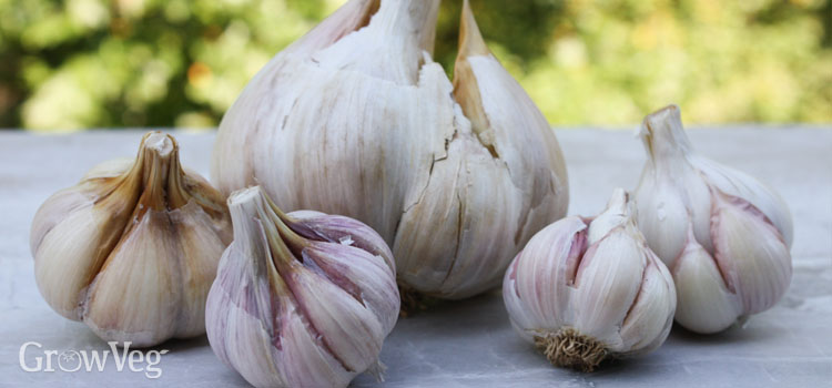 Several different garlic varieties