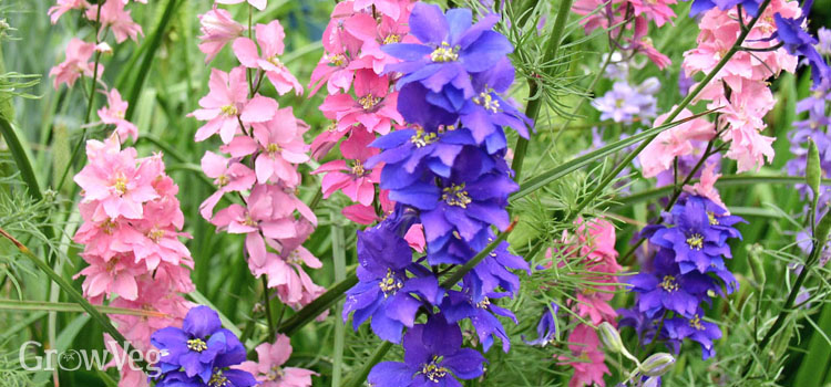 https://gardenplannerwebsites.azureedge.net/blog/getting-started-with-flowers-larkspur-2x.jpg