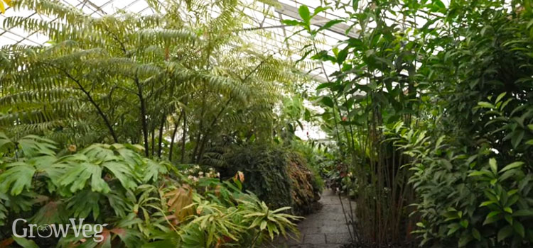 “Royal-Botanic-Garden-Edinburgh-ginger-collection”