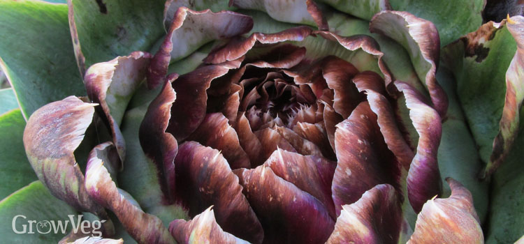 Globe artichoke