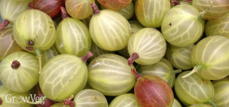 Growing Gooseberries From Planting To, Outdoor Landscapes Canada Gooseberry