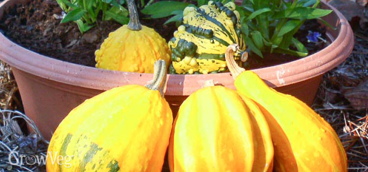 How to Harvest and Cure Ornamental Gourds