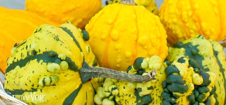 Brightly coloured ornamental gourds