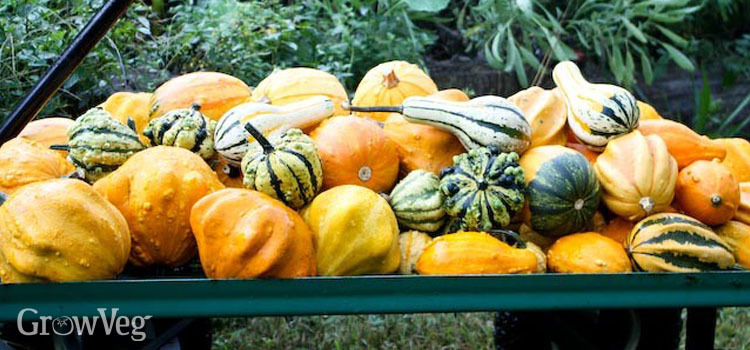 A display of ornamental gourds