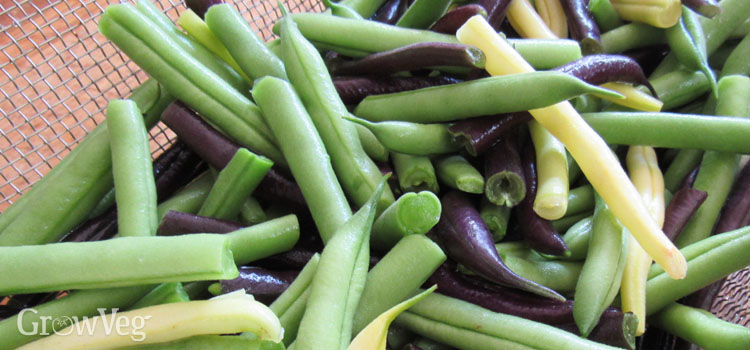 Gourmet purple, yellow and green beans