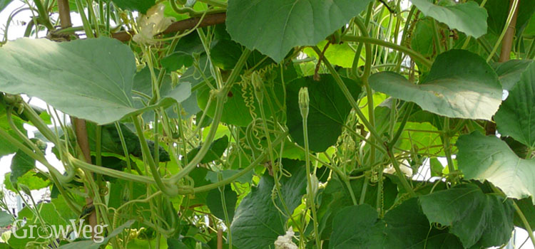 Grafted gourd trained vertically up a trellis