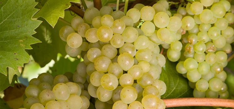 Ripe grapes. Photo courtesy of Pomono Fruits