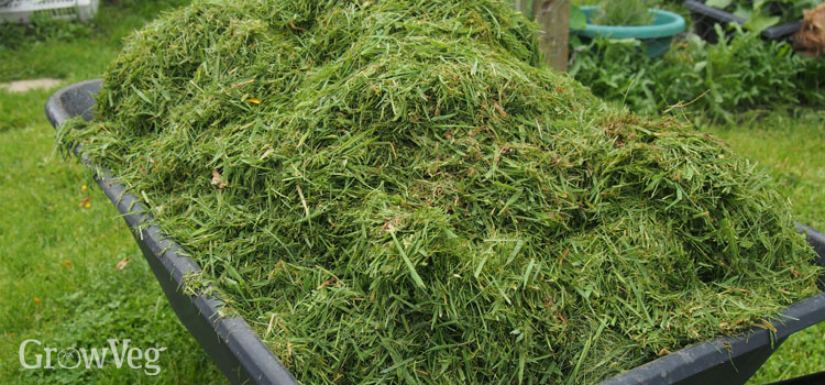 Grass clippings for use as vegetable garden mulch 