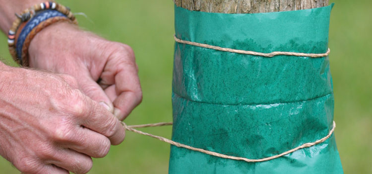 Using a grease band to prevent overwintering pests on fruit trees
