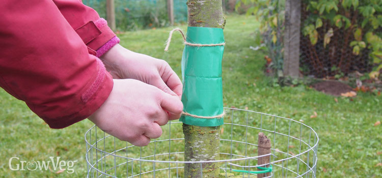 Fixing a glue band to a plum tree